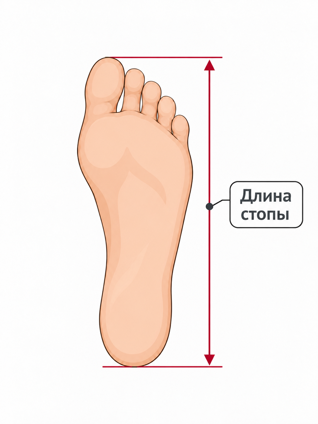 Схема обмера длины стопы